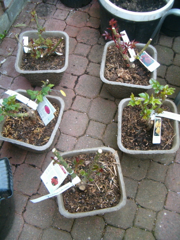 [five-roses-grafted-onto-rootstocks.JPG]