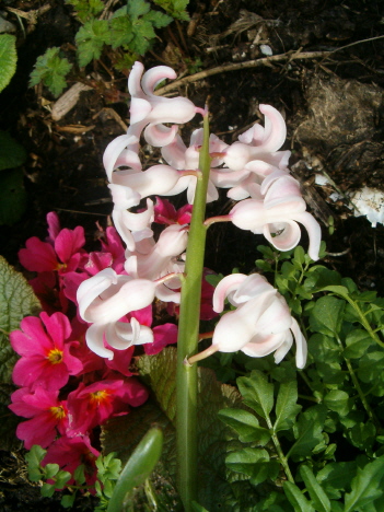 [hyacinth-white-cu-vert.JPG]