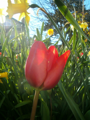 [red-tulip-cu-vert.JPG]