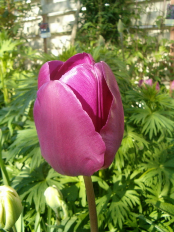 [purple-tulip-cu-vert.JPG]