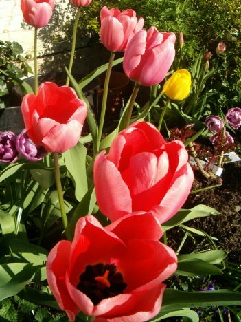 [group-tulips-mcu-vert.JPG]