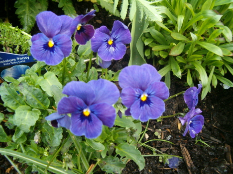 [dark-blue-flowers-cu-horiz.JPG]