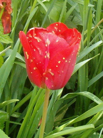 [broken-tulip.JPG]