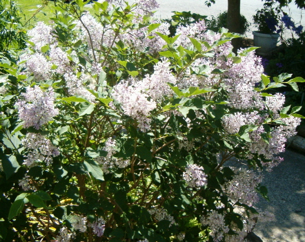 [lilac-type-bush-may-30-horiz.JPG]