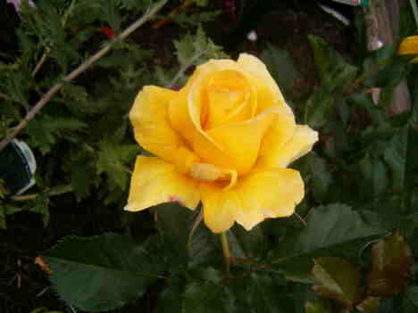 [yellow-rose-sun-flare-2007.JPG]