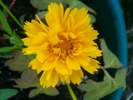 [yellow-flower-cu-horiz-august-1.JPG]