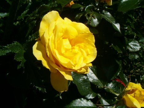 [yellow-sunburst-rose.JPG]