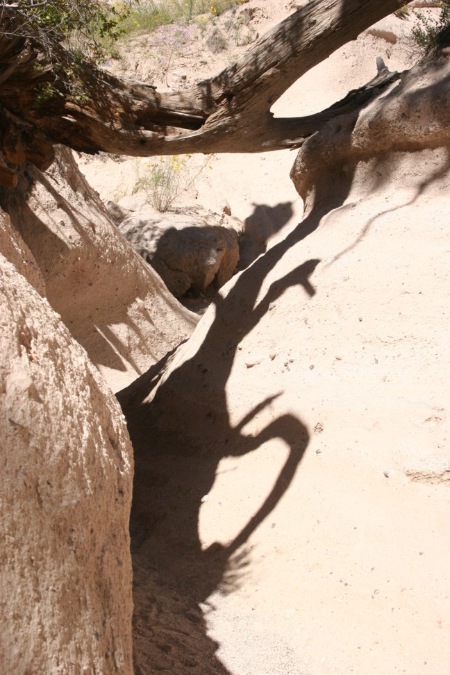 [desert+tree+shadow.jpg]