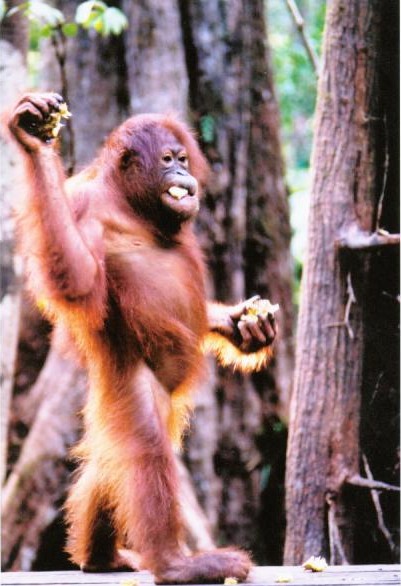 [Orangutan.jpg]