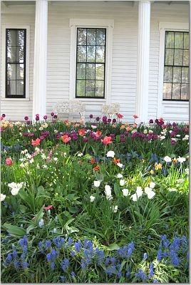 [white+house+multi+tulips.jpg]