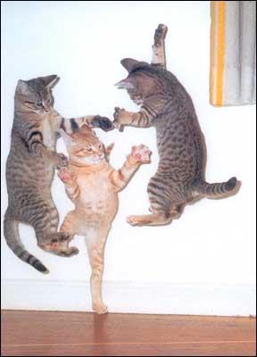 [dancing_cats.jpg]