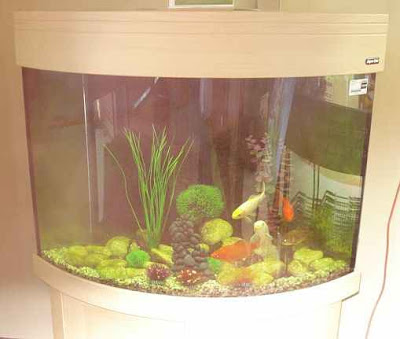 planted goldfish tank. goldfish planted tank.