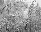 [birch+trees+in+ice.jpg]