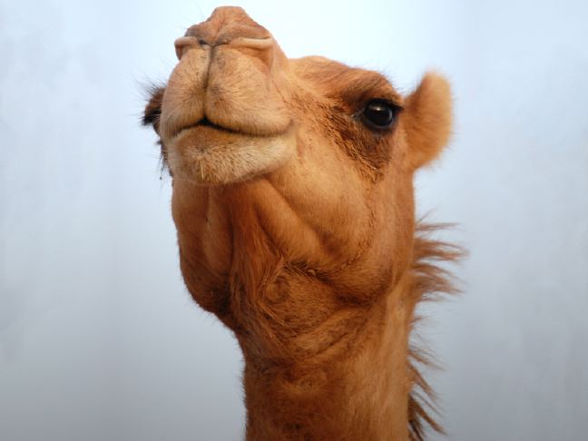[Camel.jpg]