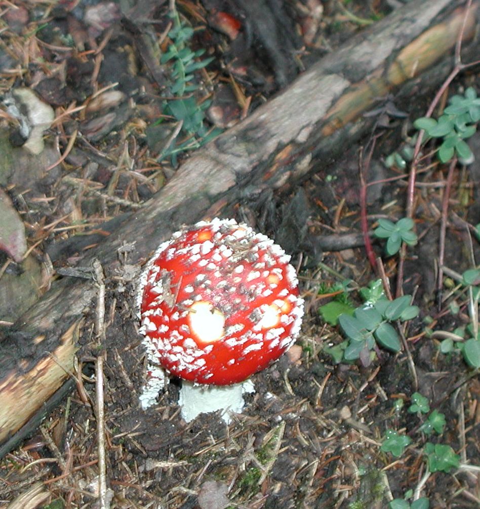 [a+mushroom+in+a+German+forest.jpg]