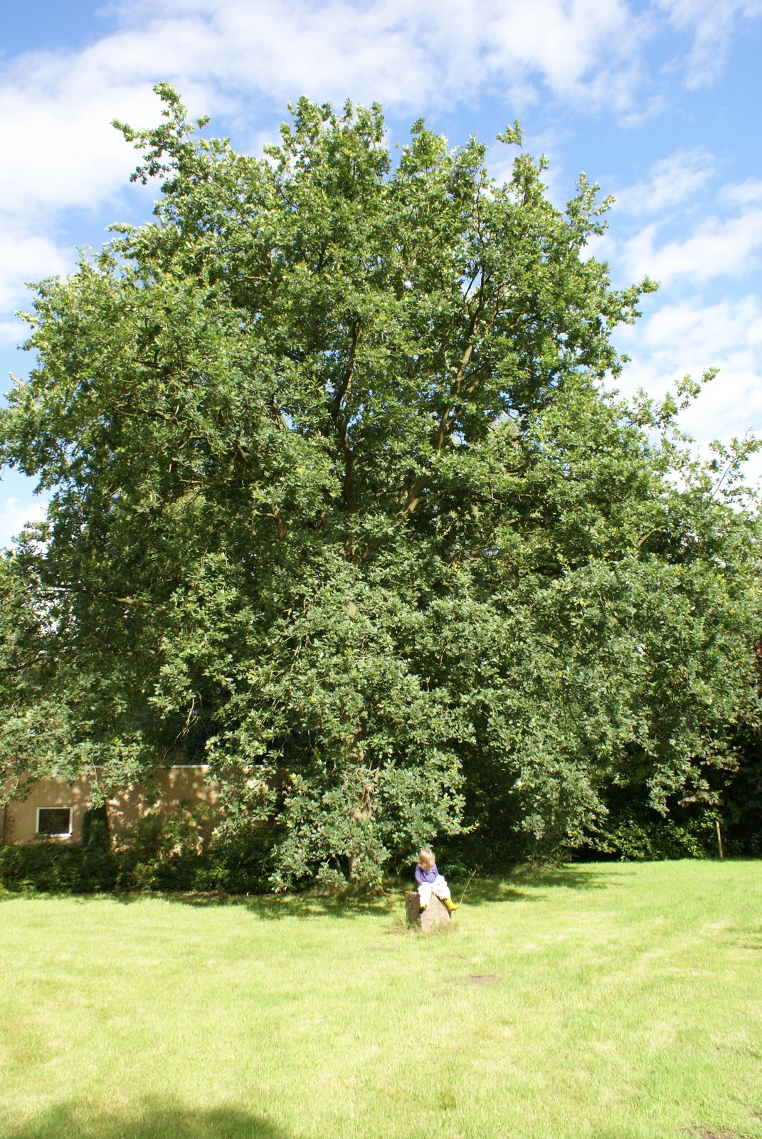 July oak