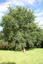 July oak