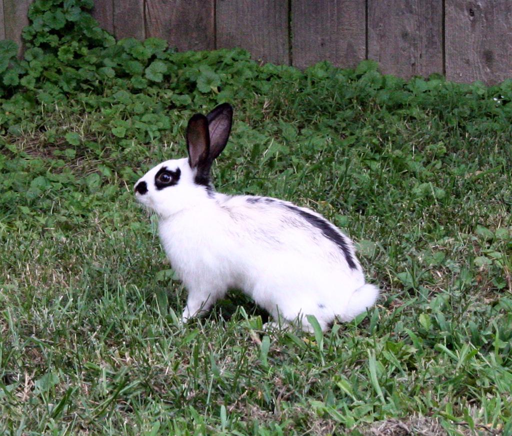 [bunny3+(Large).jpg]
