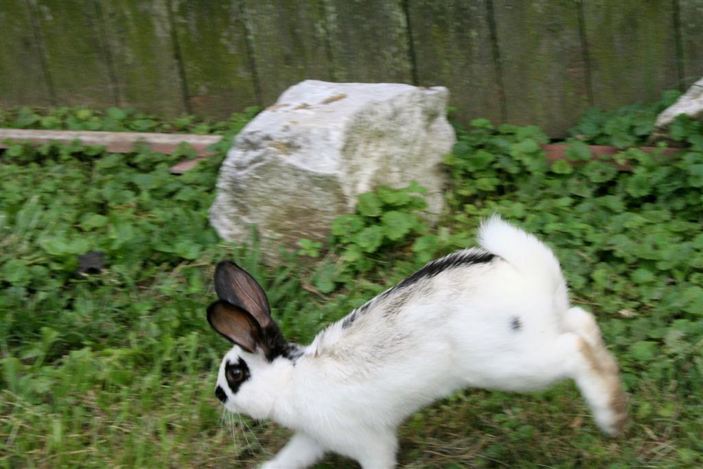 [bunny4+(Large).jpg]