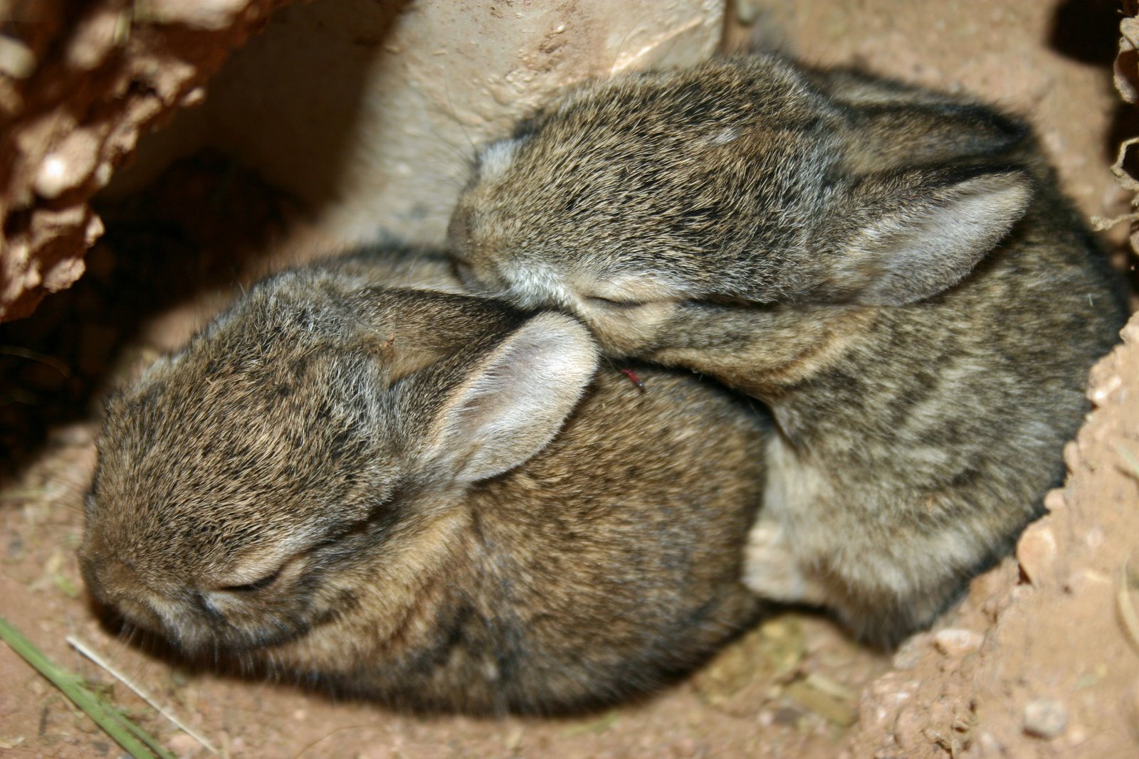 [Baby+bunnies.jpg]