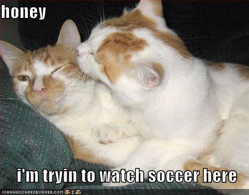 [funny-pictures-watching-sports-cat.jpg]