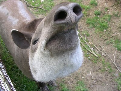 [tapir.jpg]
