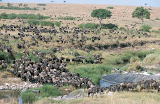 Wildebeests in Masai Mara