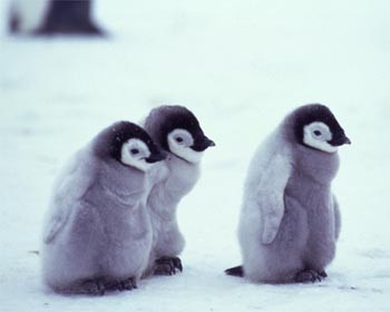 [penguins,+cute.jpg]