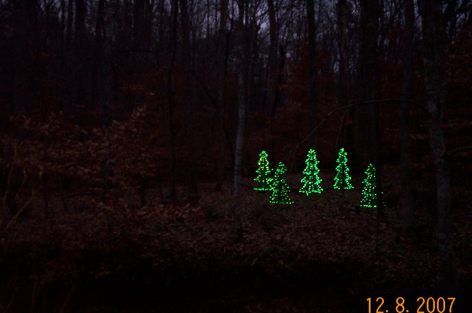 [Christmas+Trees+in+Forest+1.jpg]