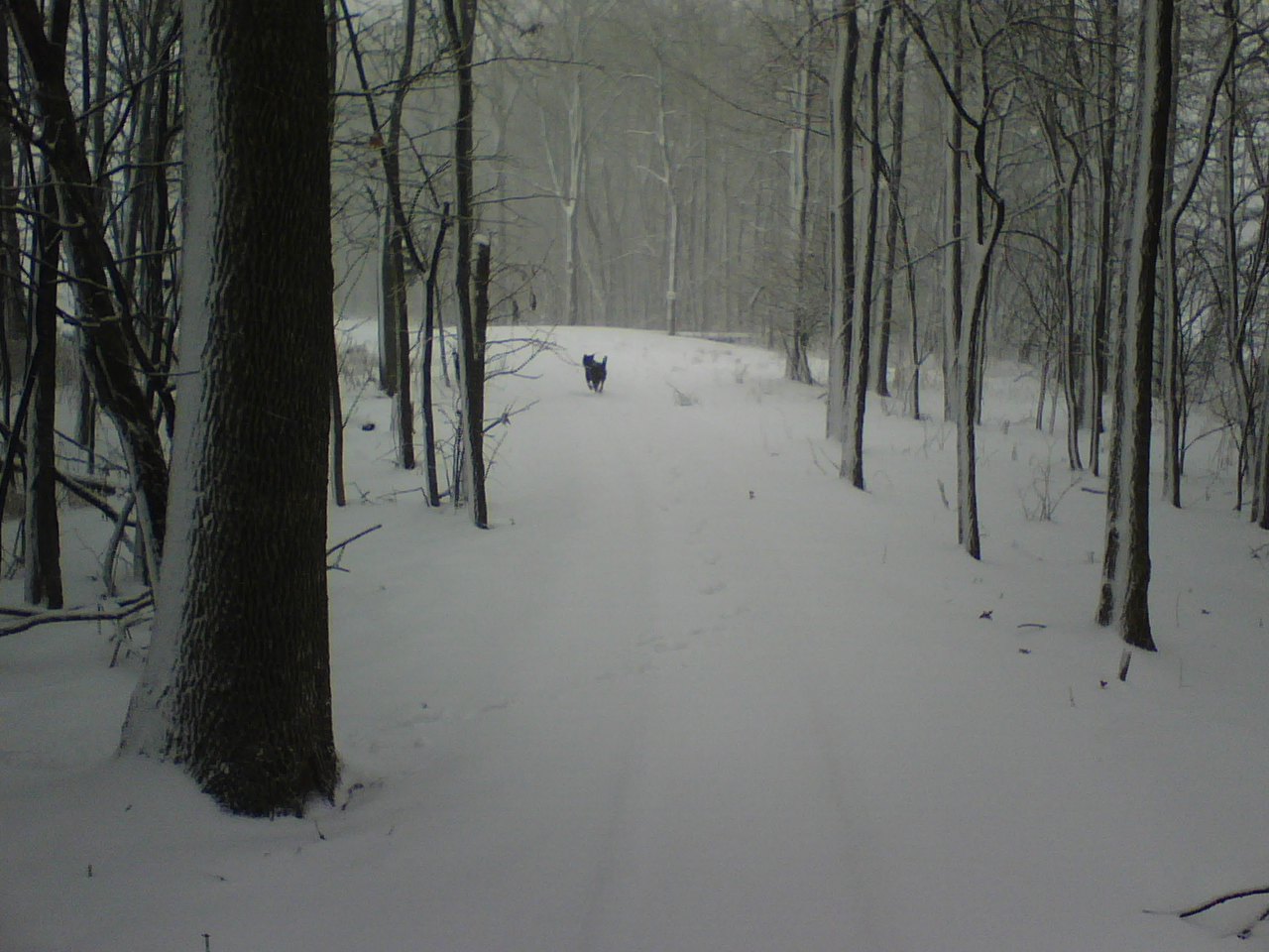 [Puppy+Running+In+Snow+07-12-16.jpg]