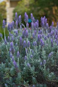 [882204_lavender_garden.jpg]