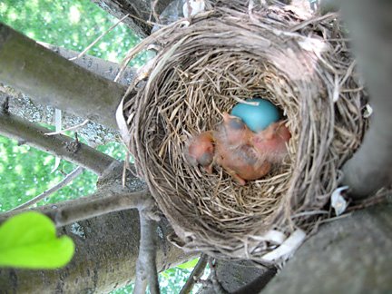 [baby-birds-in-nest2.jpg]