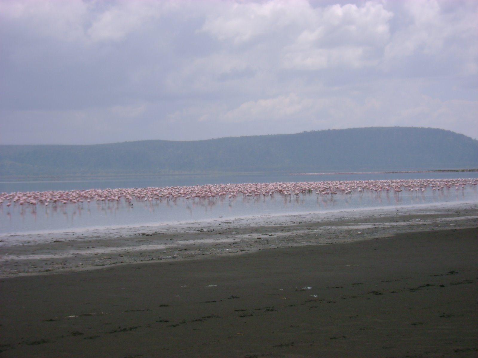 [Flamingos+3.JPG]