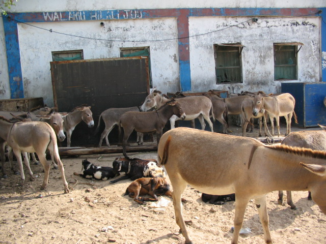 [Lamu+donkeys.jpg]