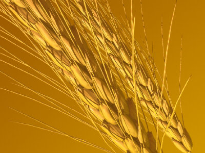 [Wheat.jpg]