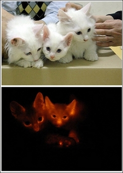 [glow+cats.jpg]