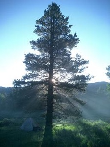 [pine-tree-med-tm.jpg]