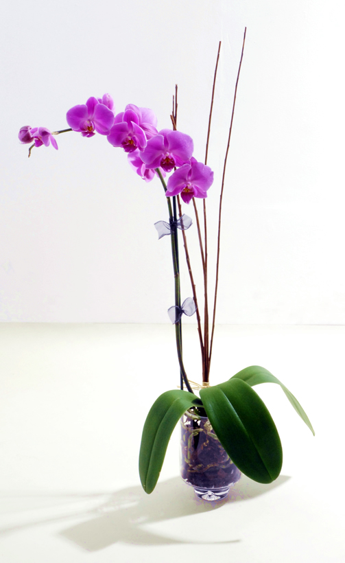 [orchid_single.jpg]