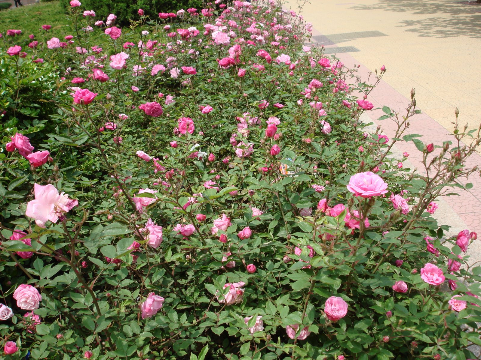 [Qingdao+2008+Roses+Begin+to+bloom.JPG]