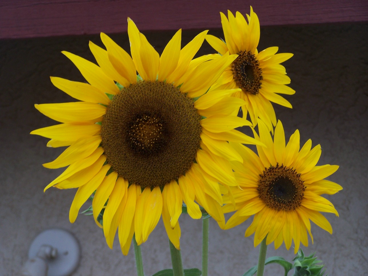 [sunflower1.jpg]