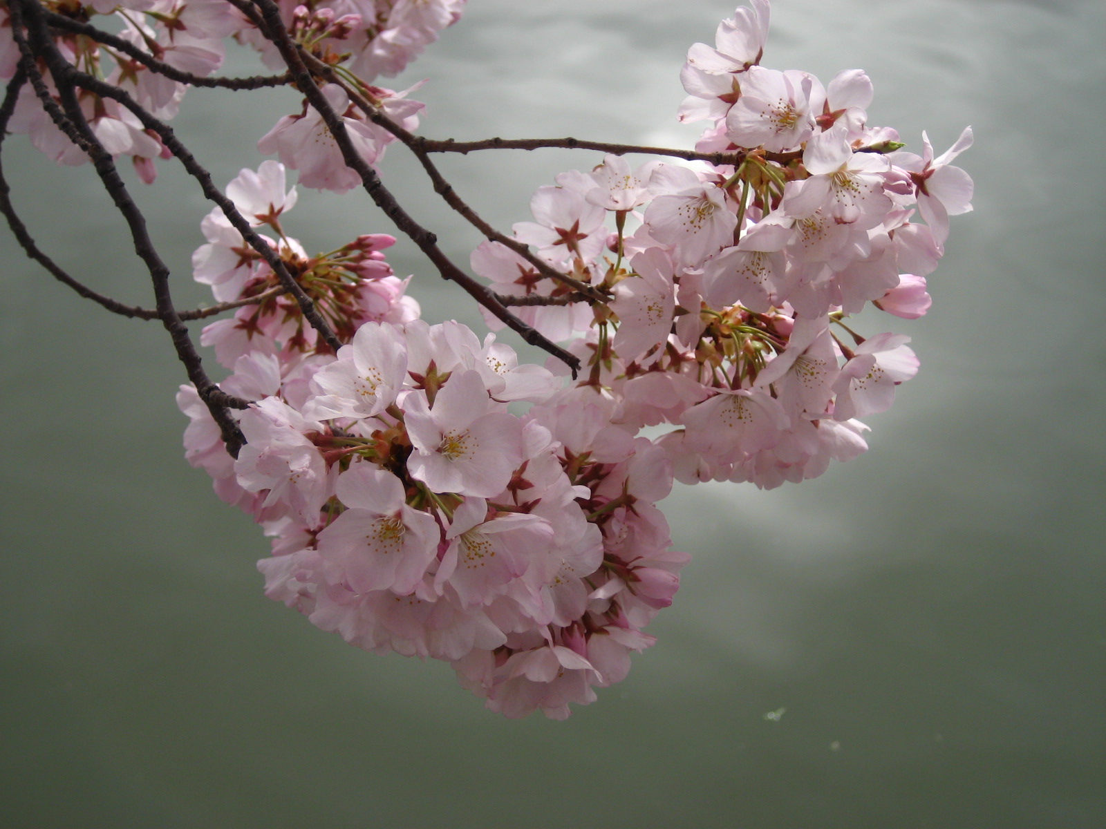 [Cherry+Blossoms+008.jpg]