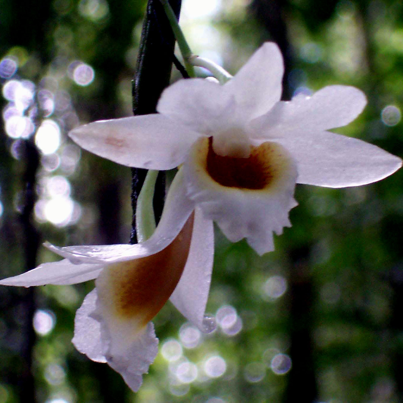 [Dendrobium_orchid_02.jpg]