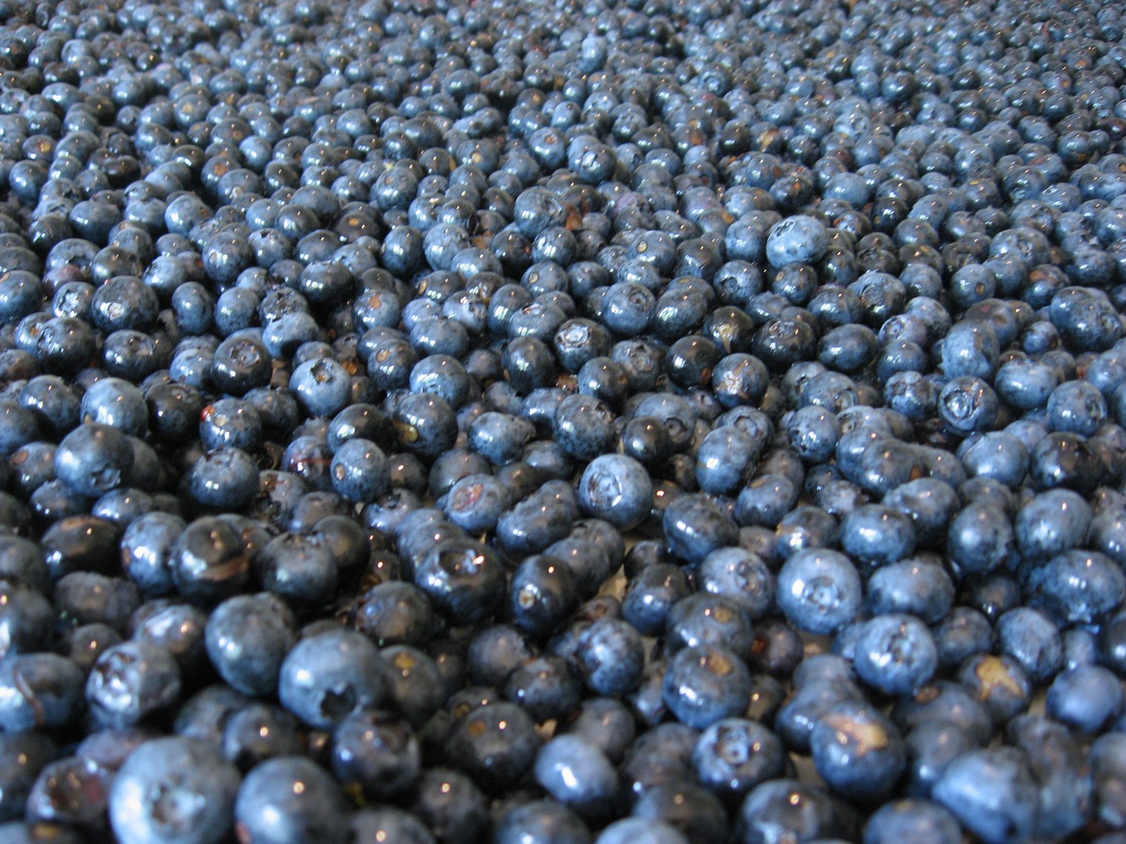[blueberries+002.jpg]