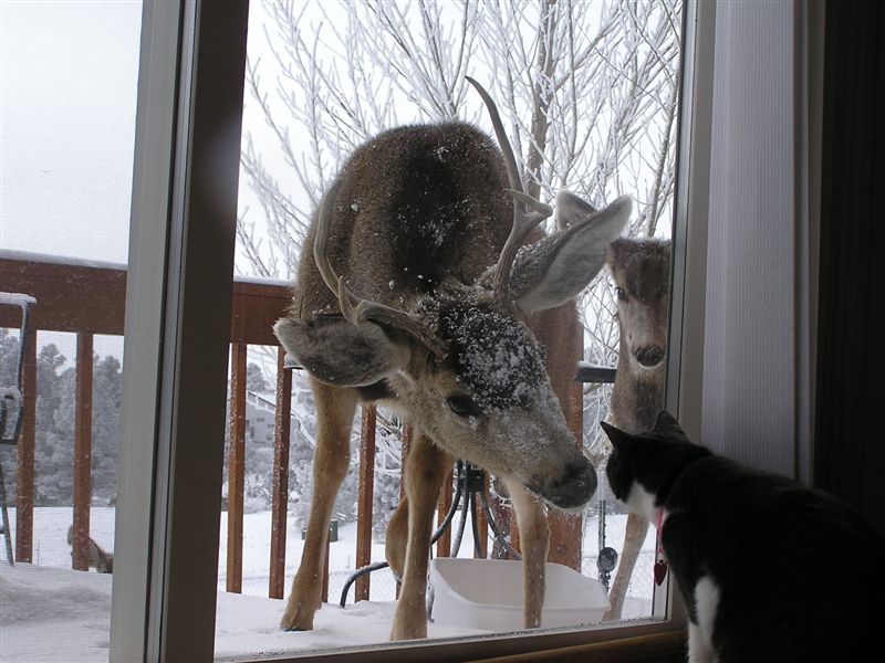 [Deer+on+porch.jpg]