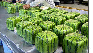 [_1390088_watermelons300ap.jpg]
