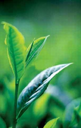 [green-tea-leaves.jpg]
