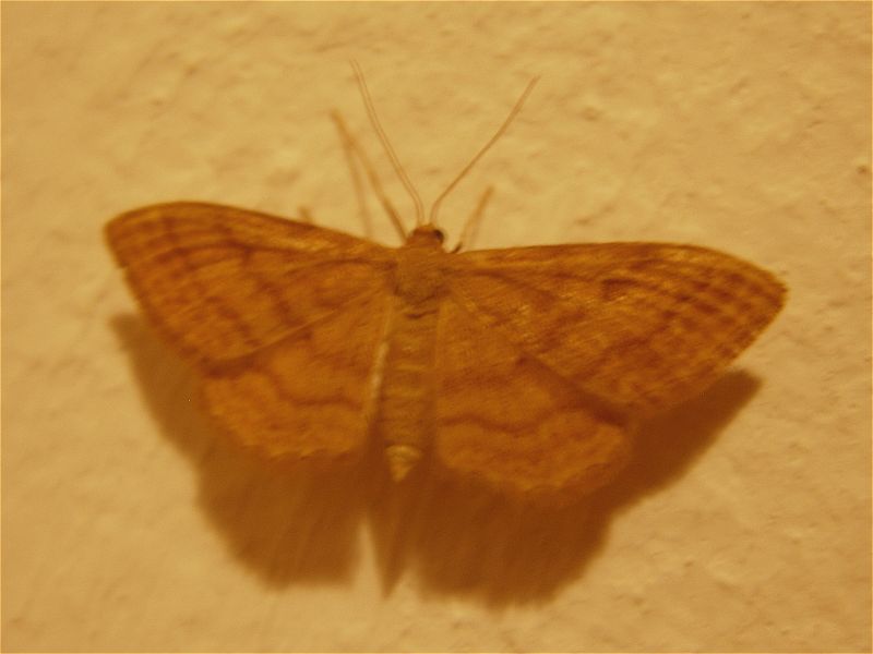 [spain2007_moth12_idaea_18may07_800l_20.jpg]
