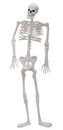 [scheletro]