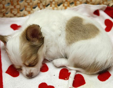 [Valentine+Puppy+heart+shaped+4.bmp]