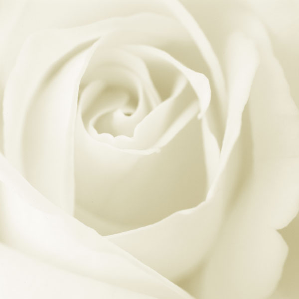 [white-rose-1.jpg]